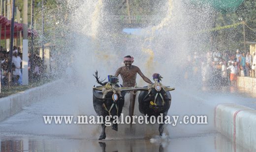 Devupoonje Sankupoonje Jodukare Kambala kicks off at Vamanjoor